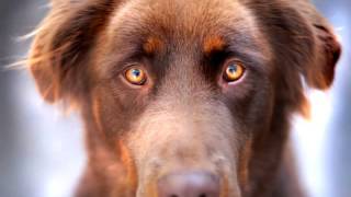 Animal Shelter photographer needs Camera to save lives