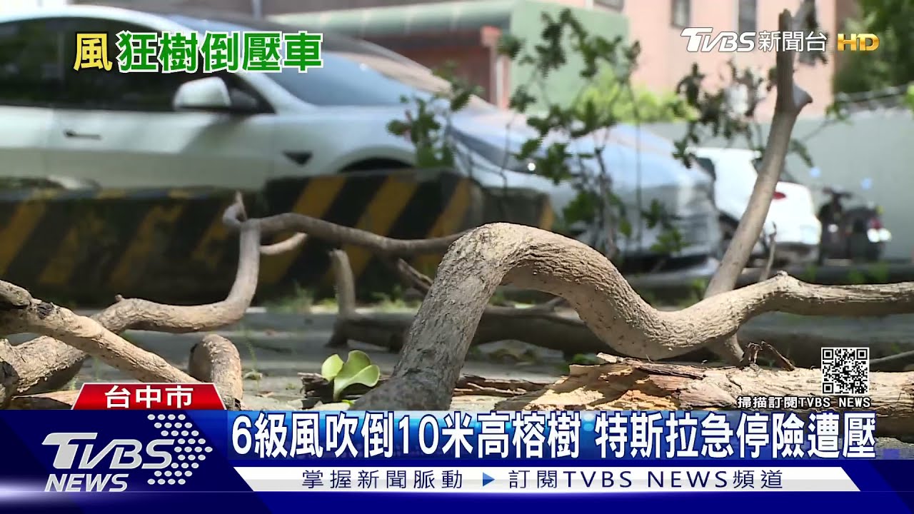 6級風吹倒10米高榕樹 特斯拉急停險遭壓