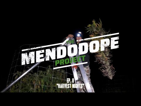"HARVEST NIGHTS" EP.8 - THE "MENDO DOPE" PROJECT