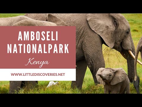 Safari in Amboseli National Park | Kenya | Animal Sightings | June 2025 | Little Discoveries