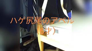 ポケットでお昼寝するフェレット