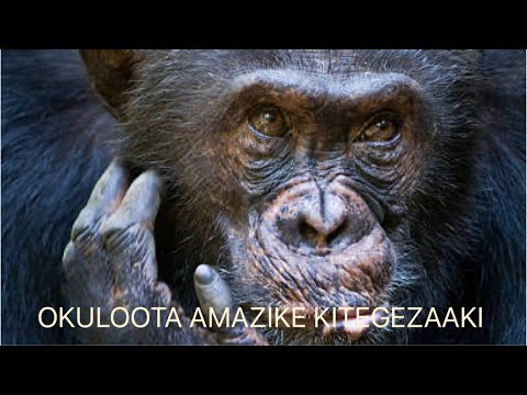 OKULOOTA AMAZIKE KITEGEZAAKI
