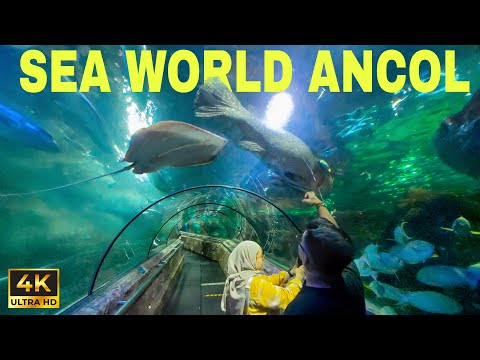 SEA WORLD ANCOL‼️ Wisata Akuarium Raksasa di Jakarta | Walking Around 2024