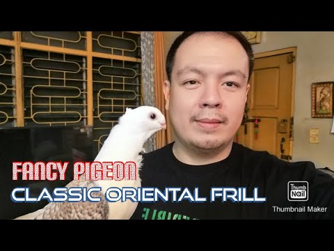 , title : 'Fancy Pigeon - Classic Oriental Frill'