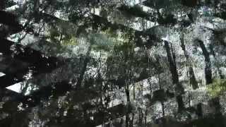 Locrian - Arc of Extinction (from Infinite Dissolution)