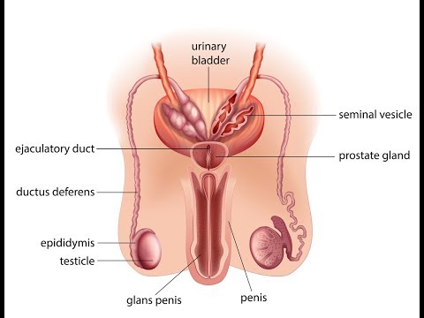 prostata upala liječenje prostata upala liječenje