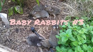Wild Baby rabbits in my yard, update 3