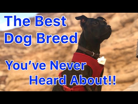 The Best Overall Dog Breed for the Majority of Families- It's not a Pitbull Puppy!