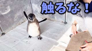 ペンギンの赤ちゃん
