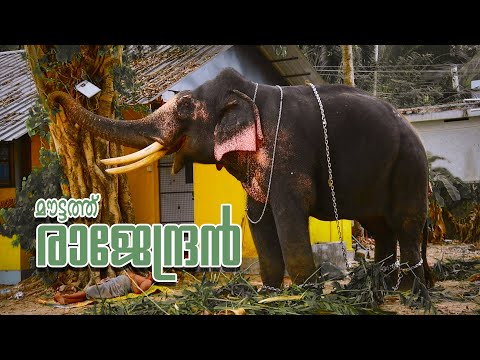I  MOUTTATHU RAJENDRAN  I  BEAUTIFUL ELEPHANT KERALA  I