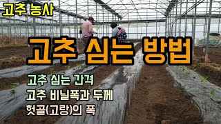 고추심는시기 고추심는방법 고추심는간격 고추비닐폭과 두께 고랑헛골의 폭 고추농사