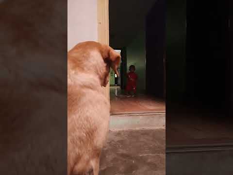 Lakshitha pappa saying Hi..! to Oreo... 💥 #shorts #itzoreothelabrador