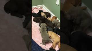Video preview image #4 Vizsla-Weimaraner Mix Puppy For Sale in MILLBROOK, AL, USA