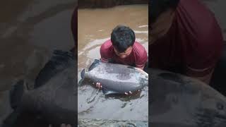 Download lagu Ikan bawal jumbo, ikan bawal besar berat 20 kg lokasi sukabumi mp3