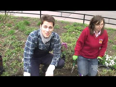 Der Schweizer Juniorchef: Planzen für den Mariannenplatz (Berlin-Kreuzberg)