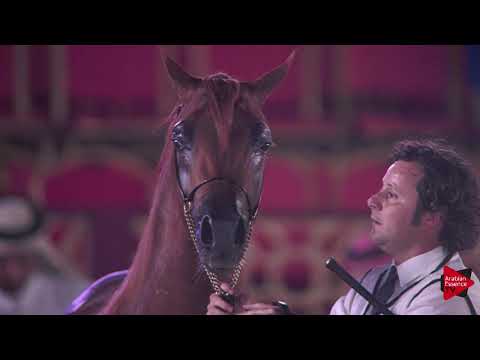 N.82 TAYAMON AL SHAQAB - 2019 Qatar International show - Colts 2 Years Old (Class 5)