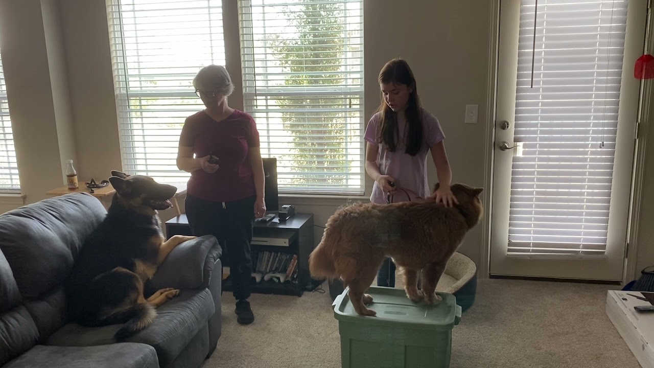 Dog Obedience Training Tulsa | Tip Top K9 Reviews