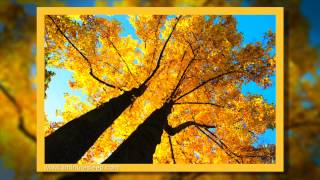 WIND IN THE TREES | Relax & Sleep to Soothing Breeze White Noise | 10 Hours