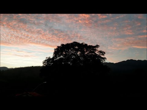 Max Roach Quartet with Sam Rivers, Hamburg (1984)