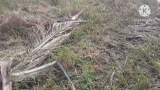 Download lagu Kita berburu di sawah lagi ya lurrrr mp3