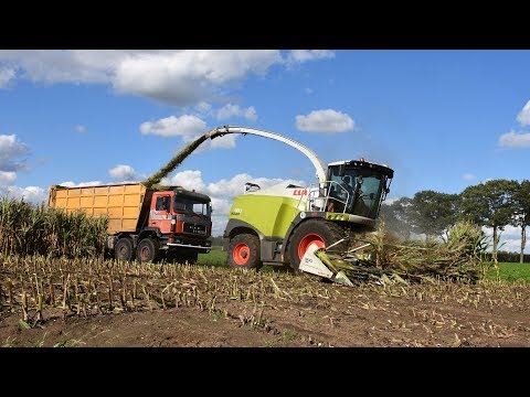 Claas Jaguar 980 & Orbis 900 - Loonbedrijf Neyt - mais hakselen