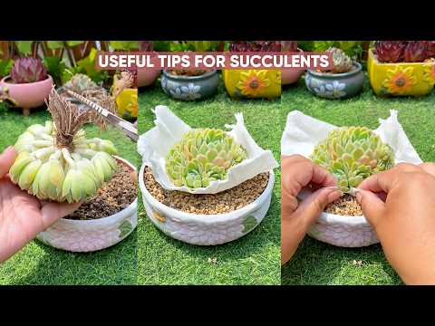 The Ultimate Guide to Growing Succulents: Tips for Beginners