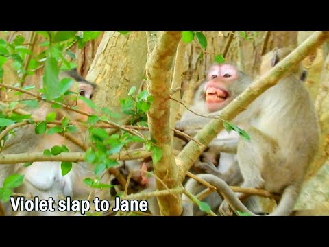 OMG! Janet can't steal milk from mom, Because Violet slap to Jane cry... Janet much scared Violet