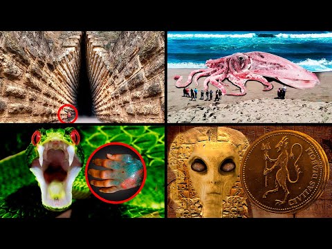 Strange Archaeological Finds & Amazing Animals! | ORIGINS EXPLAINED COMPILATION 27
