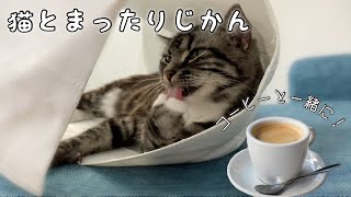 猫ちゃんの至福の時間を眺めながらお茶しましょ 足長マンチカン まる Munchkin cat