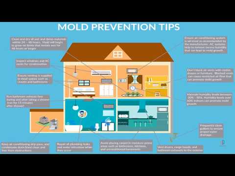 How To Prevent Mold in Your Home: Proven Mold Prevention Tips for  Homes