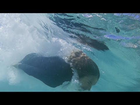 download lagu mp3 mp4 Dave Rastovich Lauren Hill, download lagu Dave Rastovich Lauren Hill gratis, unduh video klip Dave Rastovich Lauren Hill