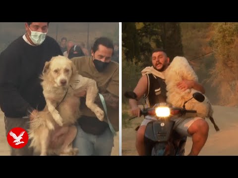 Greece wildfire: Pets rescued as flames engulf port city