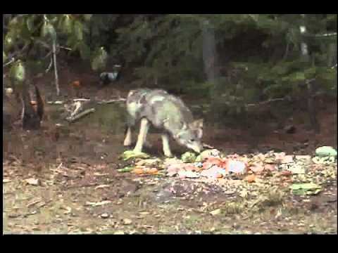 Wolf eating compost shy