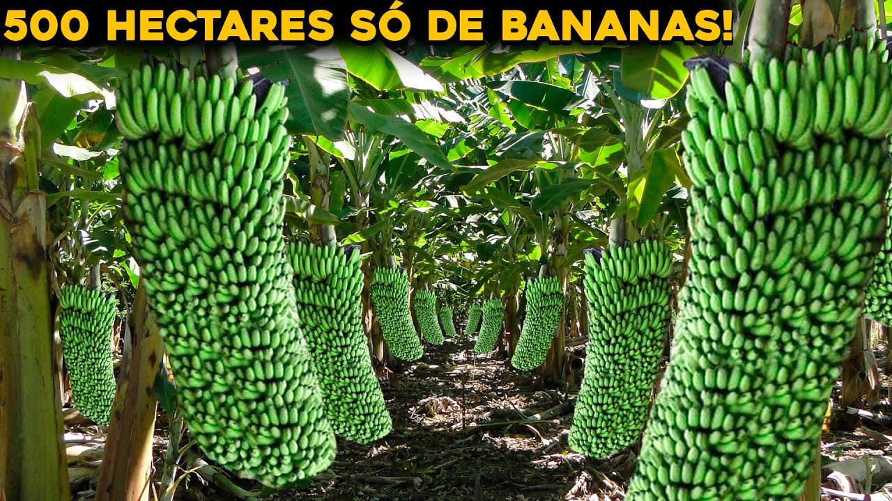 CONHEÇA A MAIOR FAZENDA DE BANANAS DO BRASIL - INACREDITÁVEL!