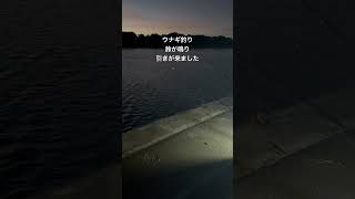 #釣り #フィッシング #海 #ウナギ釣り #釣りガール