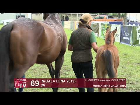 Sprinter Sacré Show 2019 : Lot 69 - N 19 GALATZINA