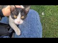 Very Cute Little Tuxedo Street Cat With Gorgeous Colors