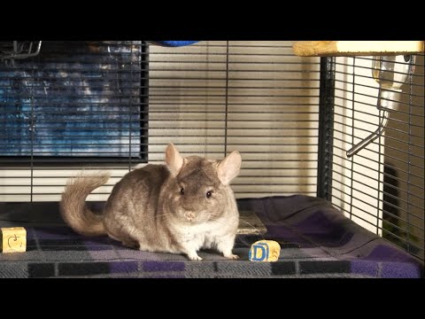 Can Chinchillas Play With Other Animals?