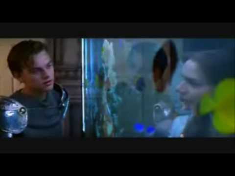 Beautiful Wild Horses