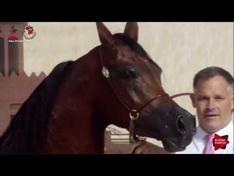 N 249 GALLA YAS   UAE Nationals 2019