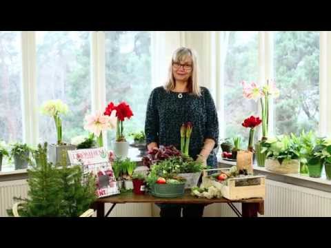 Drömhem & Trädgård visar hur du kan göra en vacker julgrupp