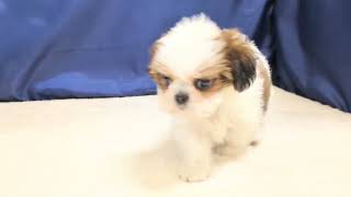 シーズーの動画01