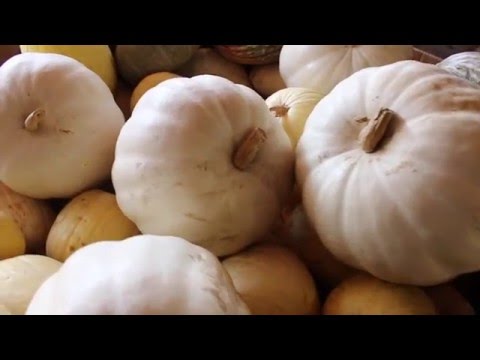 download lagu mp3 mp4 Can You Eat All Pumpkins, download lagu Can You Eat All Pumpkins gratis, unduh video klip Can You Eat All Pumpkins