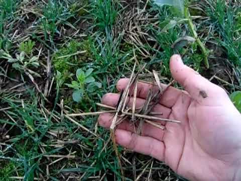 Lebendiger Boden durch Direktsaat mit Glyphosat