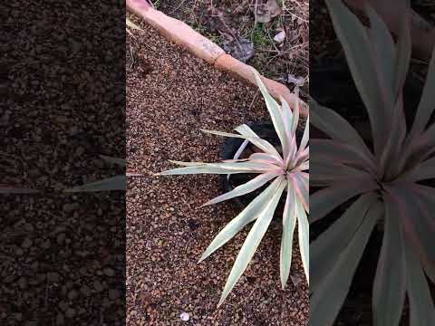 屋外のユッカの剪定方法