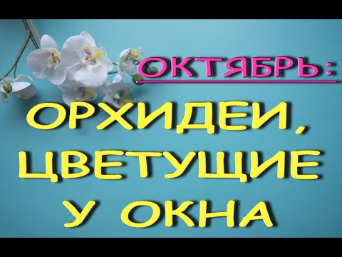 ОКТЯБРЬ:цветение ОРХИДЕЙ у окна,2021.