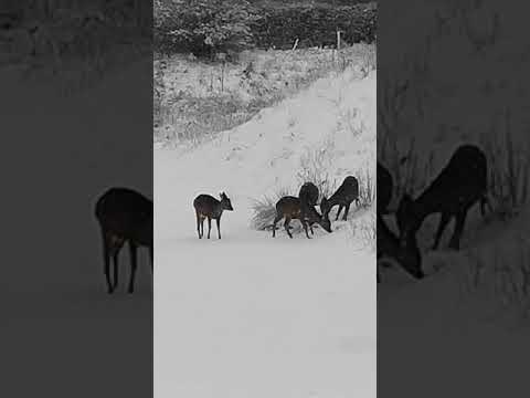 Auntie Kathies Rescue Tails @ YouTube video.