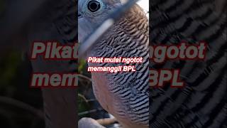 Download lagu Pikat mulai ngotot memanggil BPL mp3 Download lagu Pikat mulai ngotot memanggil BPL mp3