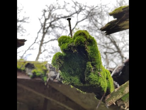 Stellar Descent - Moss (Full album, 2019)