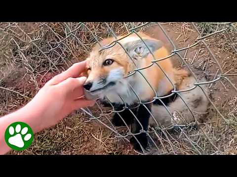 Man Saves Frightened Baby Fox Trapped in Fence 🥹